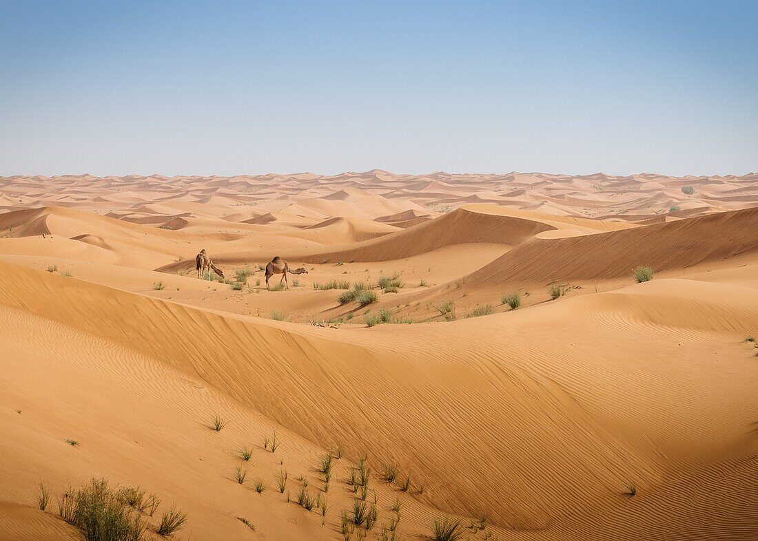 Two camels in the desert of the United Arab Emirates, Middle East