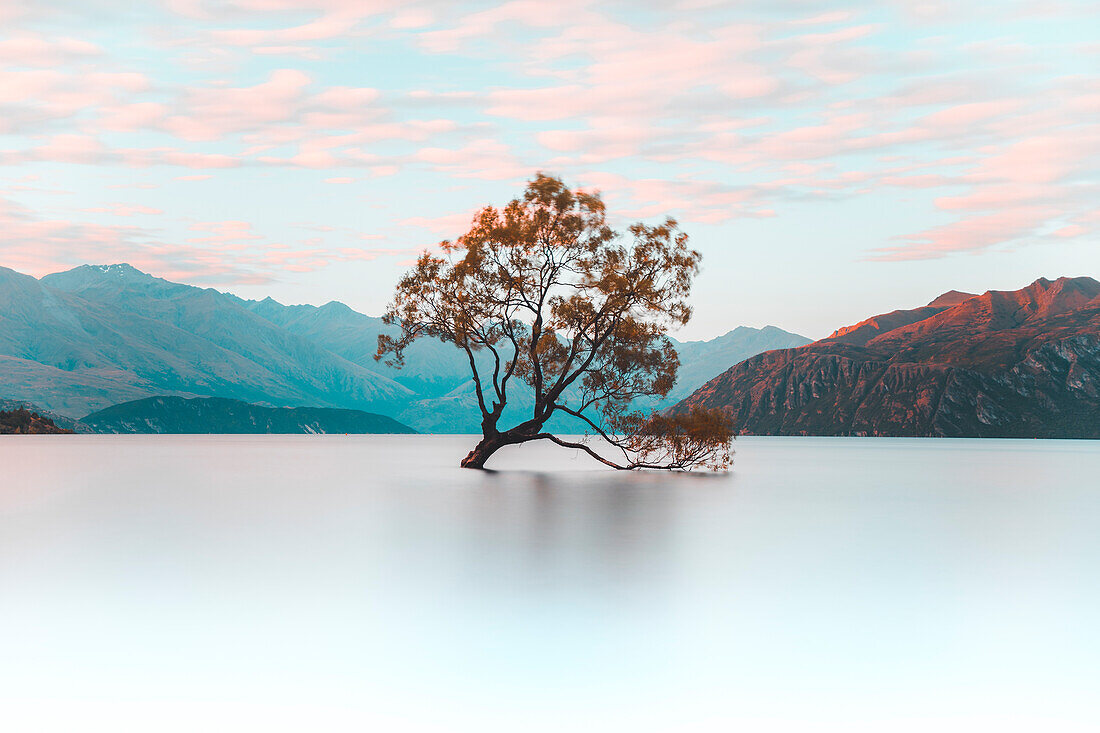 Dieser Wanaka-Baum, Wanaka, Otago, Südinsel, Neuseeland, Pazifik