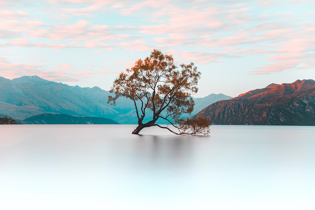 That Wanaka Tree, Wanaka, Otago, South Island, New Zealand, Pacific