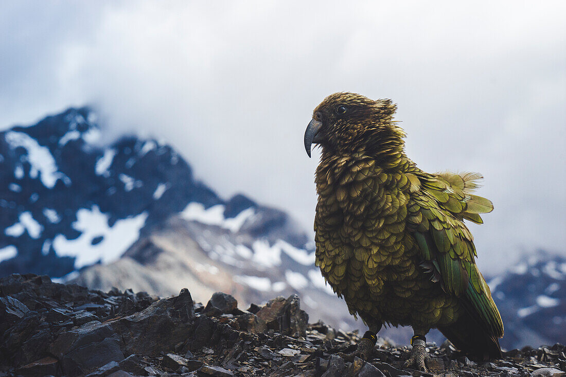 Kea auf Avalanche Peak, Arthurs Pass, Südinsel, Neuseeland, Pazifik