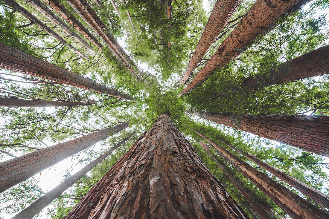 Whakarewarewa red woods, Rotorua, North Island, New Zealand, Pacific