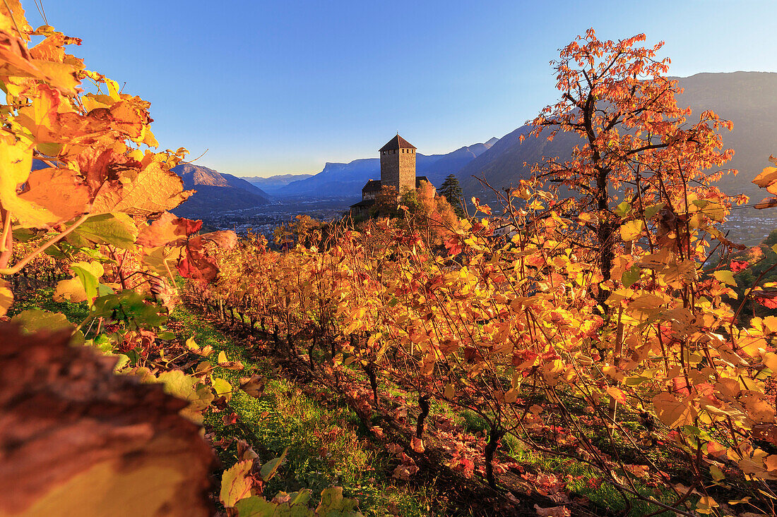 Sunset light illuminates the vineyards surrounding Tirolo Castle, Merano, Val Venosta, Alto Adige-Sudtirol, Italy, Europe