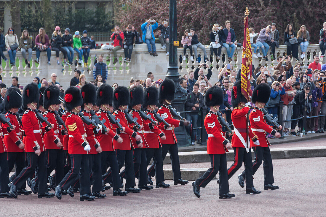 Band of the Coldstream Guards with their Standard, during Changing of the Guard, Buckingham Palace, London, England, United Kingdom, Europe