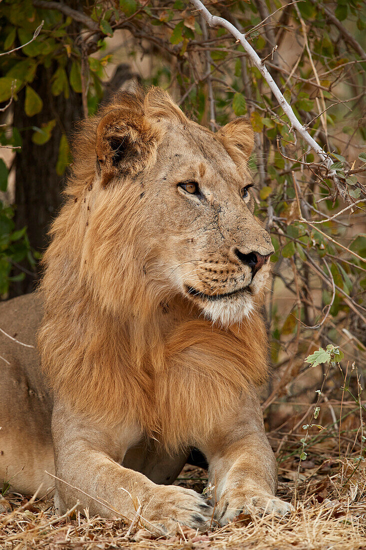 Männlicher Löwe (Panthera Leo), Ruaha National Park, Tansania, Ostafrika, Afrika