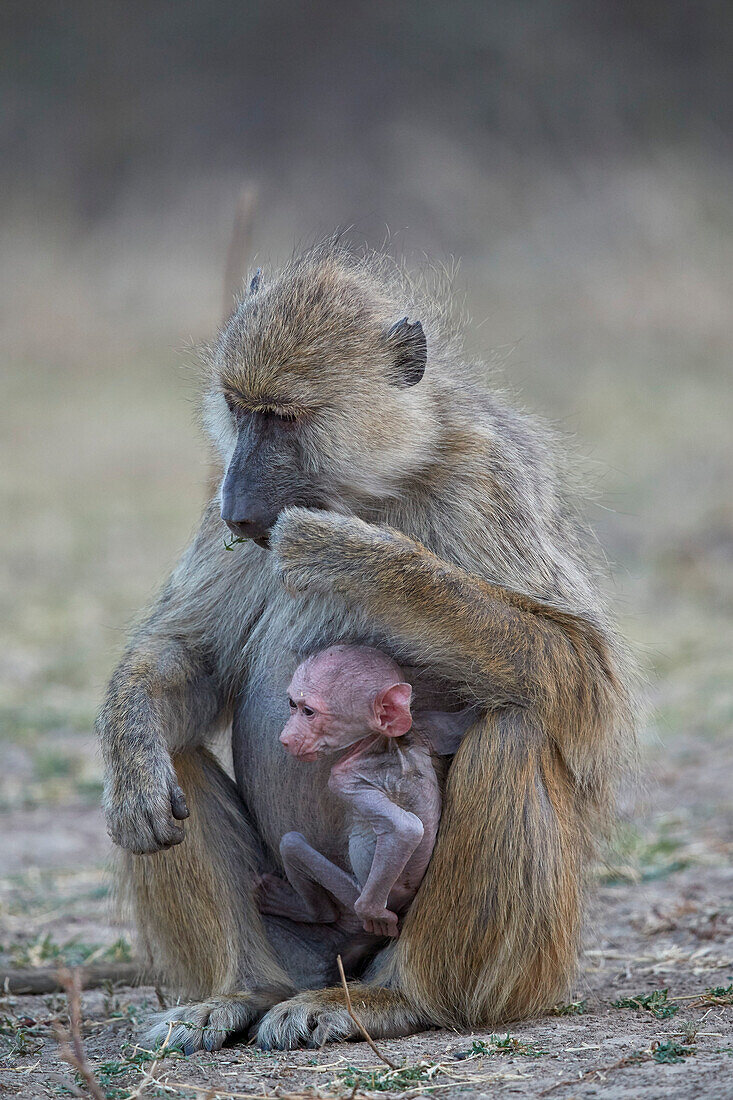 Yellow baboon (Papio cynocephalus) mother and days-old infant, Ruaha National Park, Tanzania, East Africa, Africa