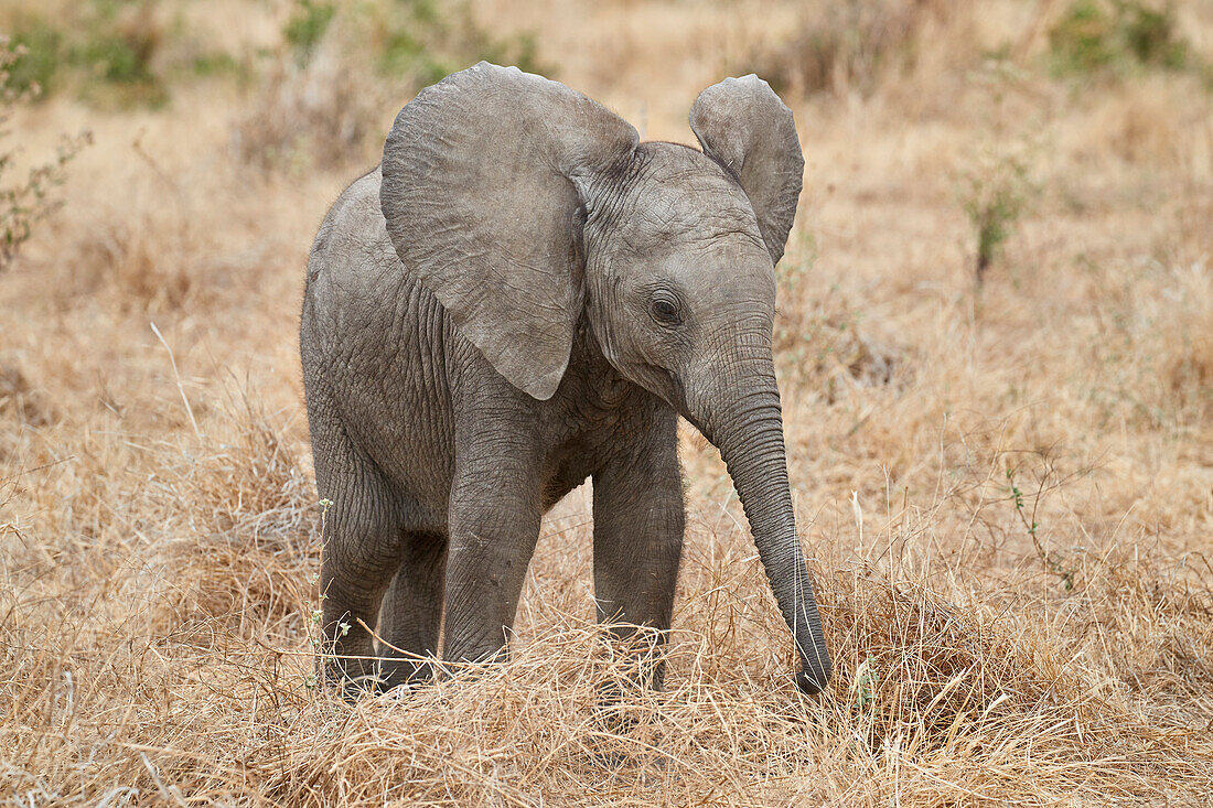 Baby African elephant (Loxodonta africana), Ruaha National Park, Tanzania, East Africa, Africa
