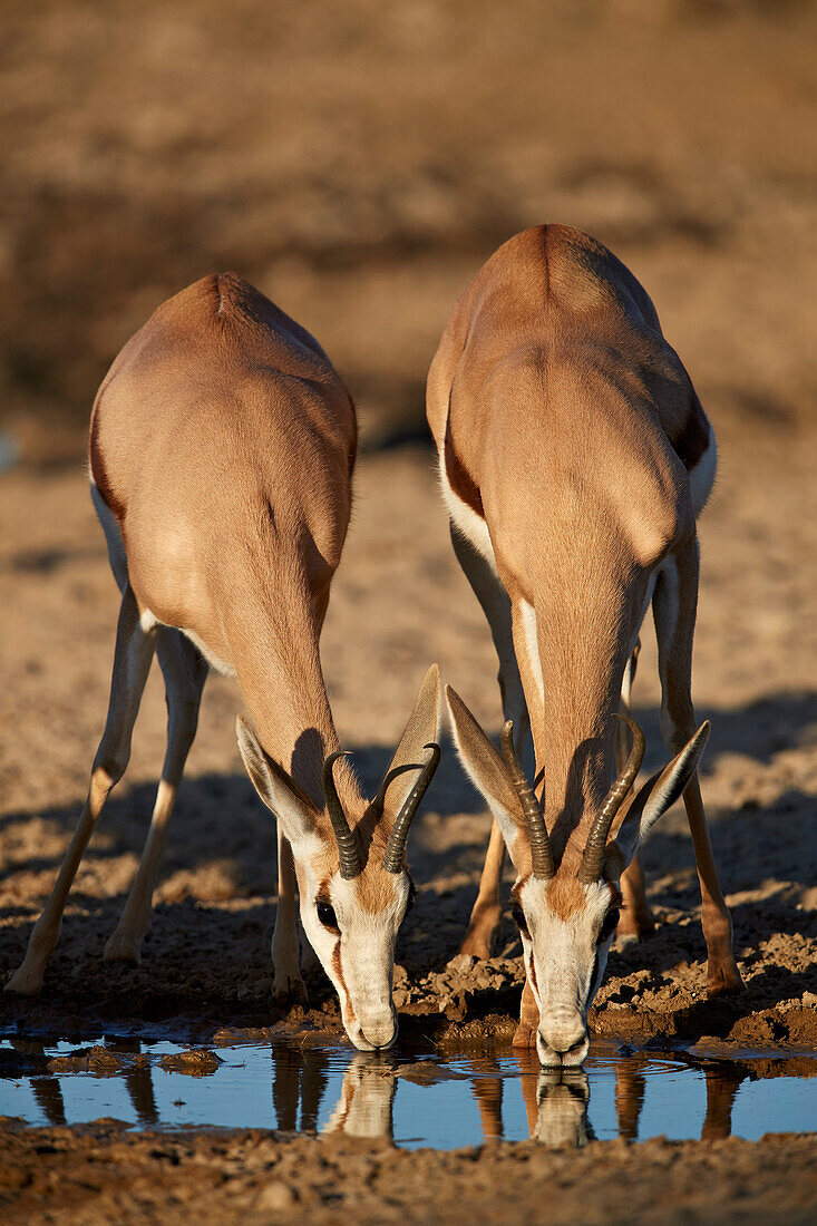 Zwei Springbock (Antidorcas Marsupialis) trinken, Kgalagadi Transfrontier Park, Südafrika, Afrika