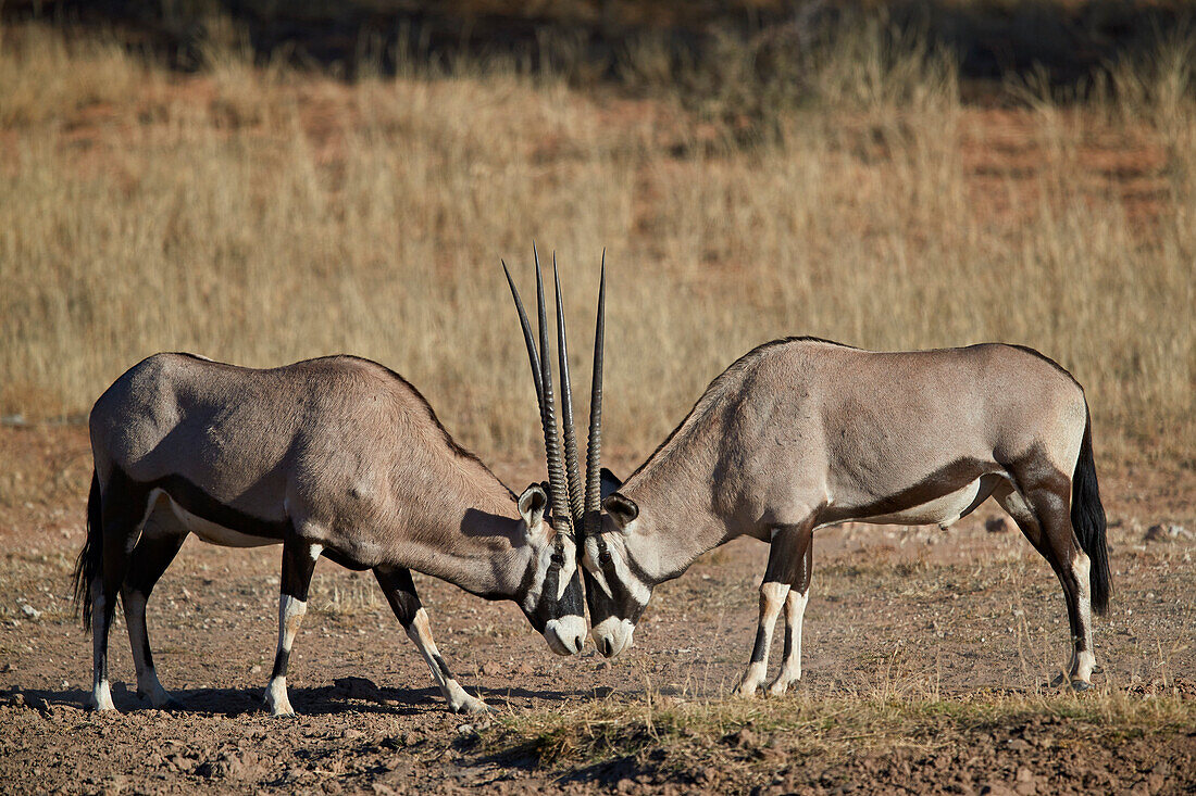 Gemsbok (South African Oryx) (Oryx gazella) sparring, Kgalagadi Transfrontier Park, South Africa, Africa