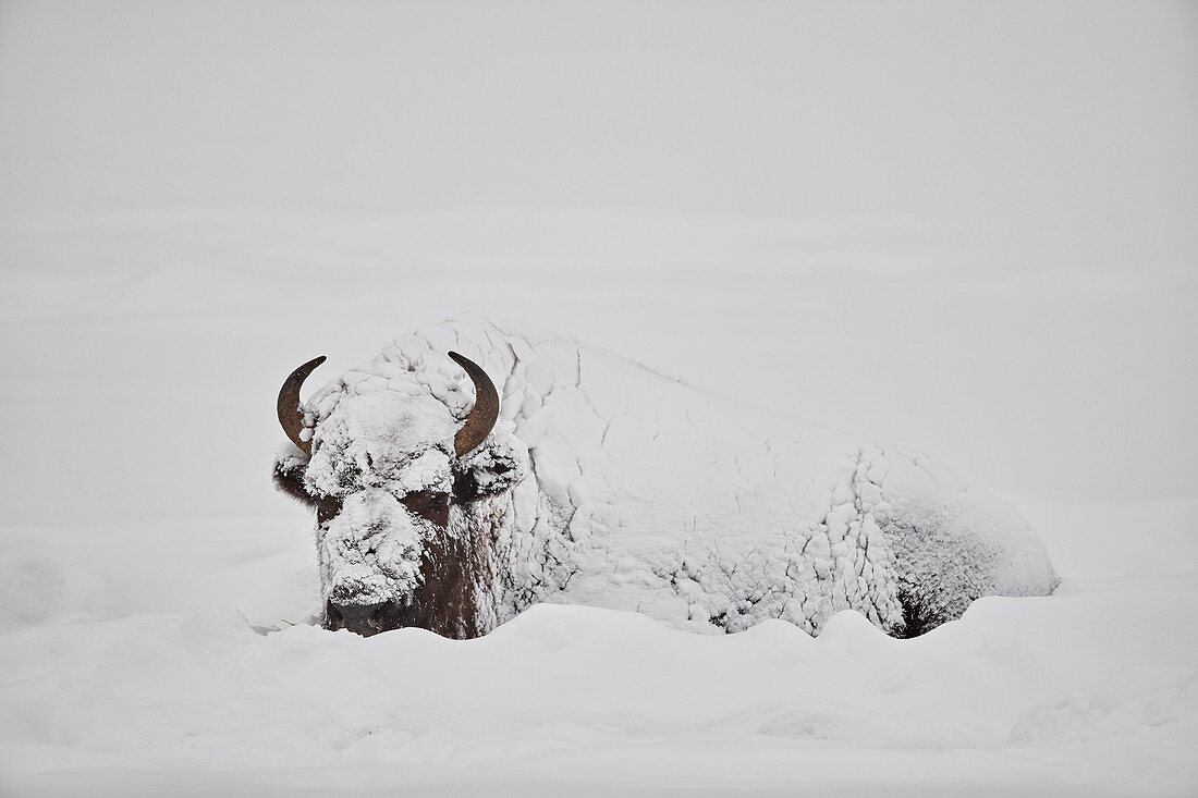 Bison (Bison bison) covered with snow in the winter, Yellowstone National Park, Wyoming, United States of America, North America