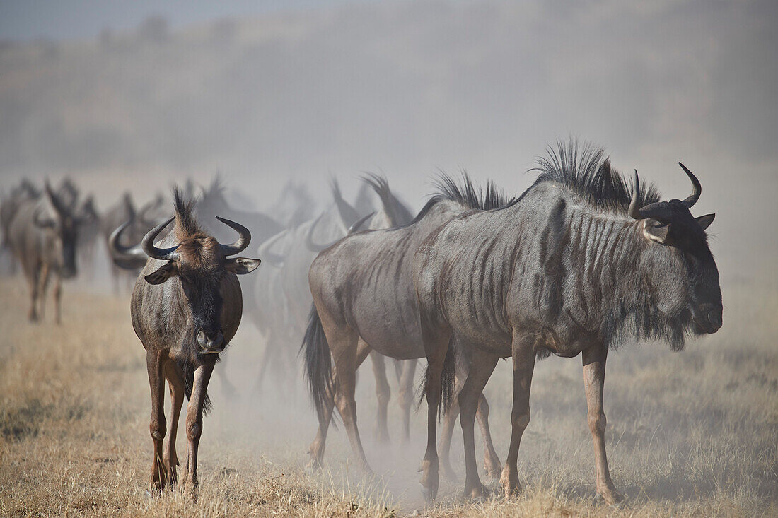 Graureiher (Connellaetes taurinus), Kgalagadi Transfrontier Park, Südafrika, Afrika