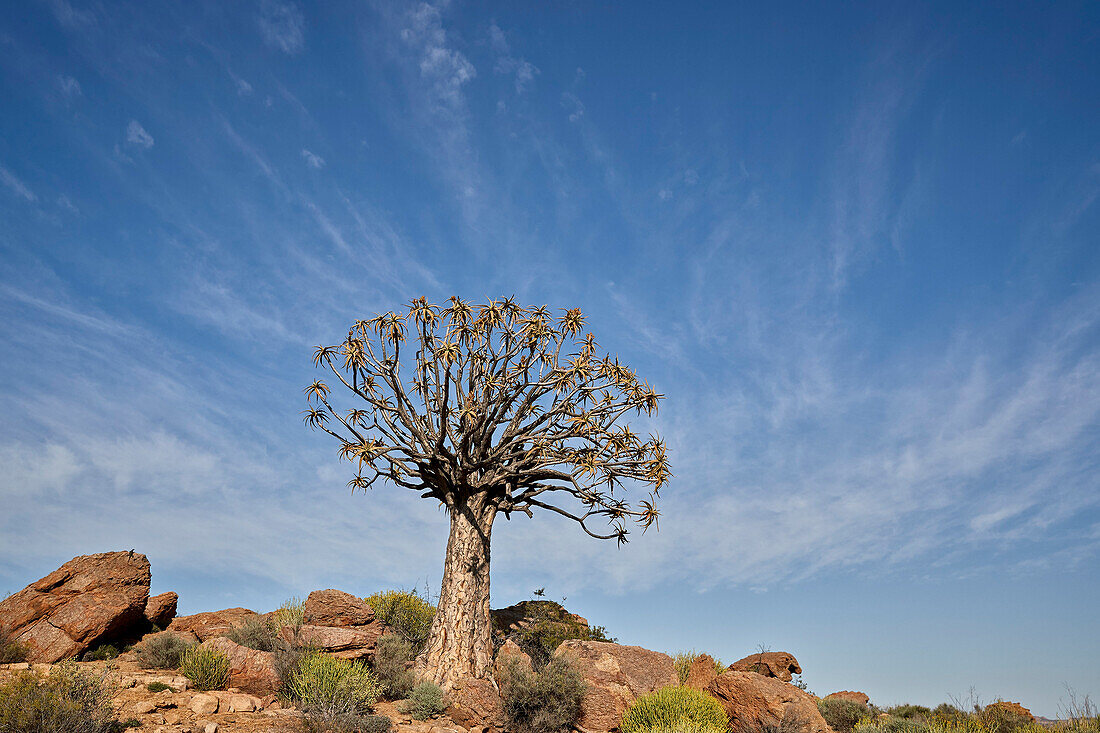 Köcherbaum (Kokerboom) (Aloe dichotoma), Namakwa, Namaqualand, Südafrika, Afrika