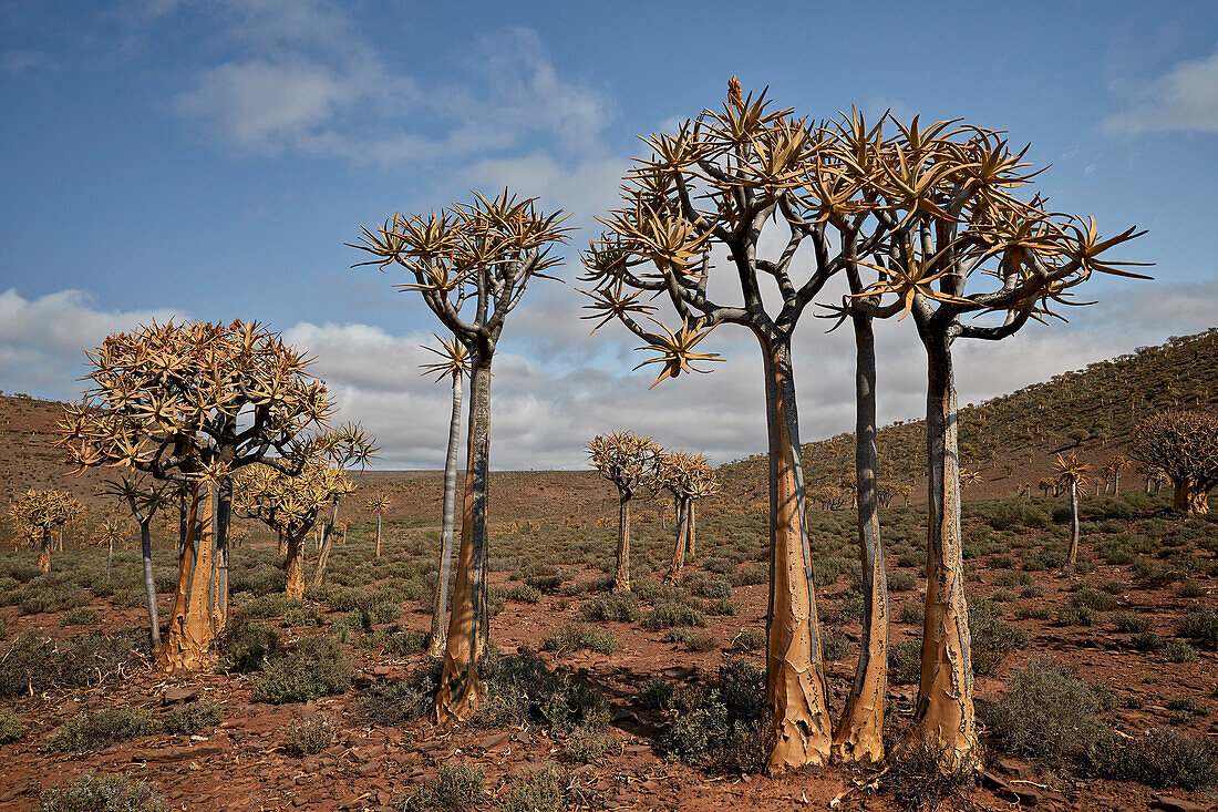 Köcherbaum (Kokerboom) (Aloe dichotoma), Gannabos, Namakwa, Namaqualand, Südafrika, Afrika