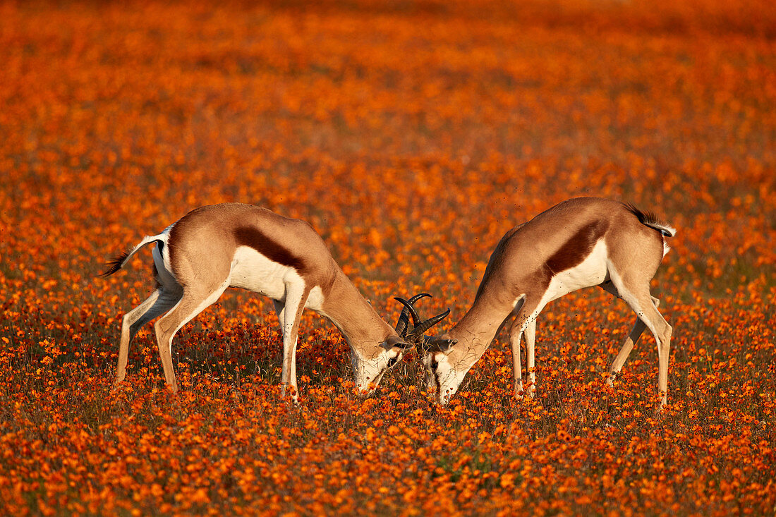 Springbock (Antidorcas marsupialis) sparring unter Wildblumen, Namaqualand Nationalpark, Namakwa, Namaqualand, Südafrika, Afrika