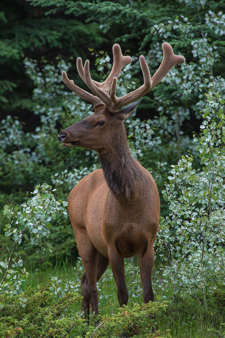 Bull Elk mit Samt bedeckt Geweihe in Jasper National Park, UNESCO-Weltkulturerbe, Alberta, Kanada, Nordamerika