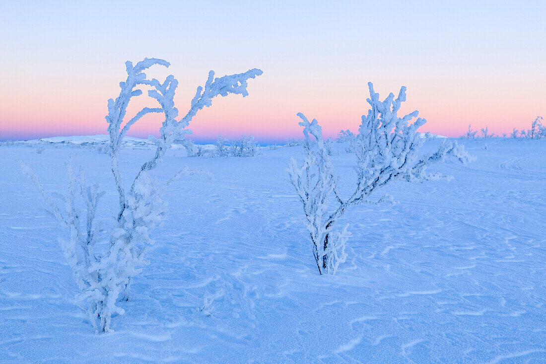 Plants ice encrusted in an uninhabited area of Lapland, Riskgransen, Norbottens Ian, Lapland, Sweden, Scandinavia, Europe