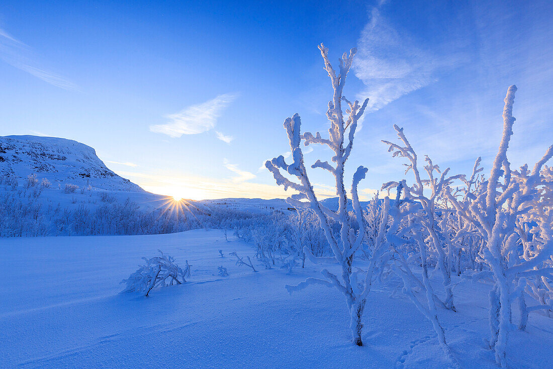 Letzte Sonne auf Frostpflanzen, Riskgransen, Norbottens Ian, Lappland, Schweden, Skandinavien, Europa