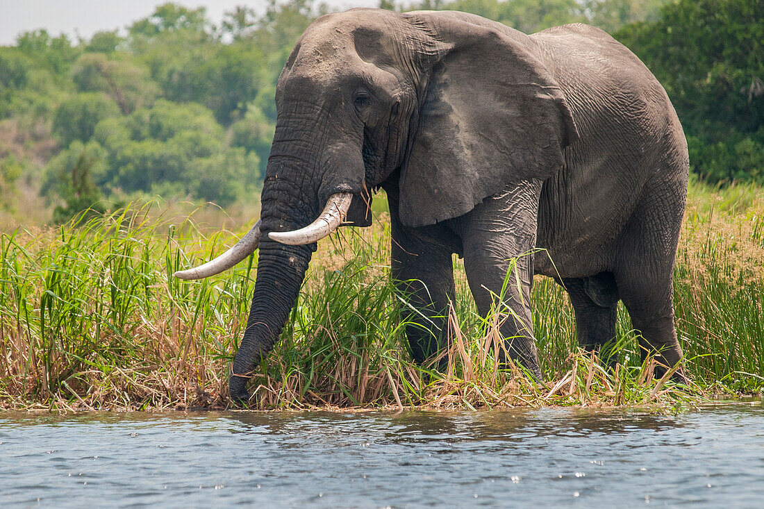 An African elephant feeds on the long grass on the banks of the River Nile in Uganda, Africa