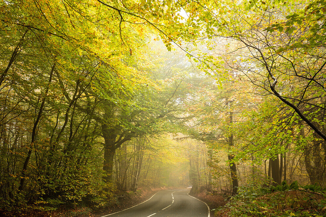 Landstraße schneidet durch laubwechselnden herbstlichen Wald an einem nebligen Morgen, Limpsfield Chart, Oxted, Surrey, England, Vereinigtes Königreich, Europa