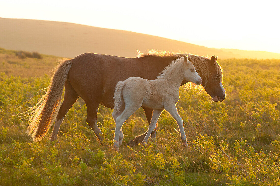 Walisische Ponys und Fohlen auf dem Mynydd Epynt Moorland, Powys, Wales, Vereinigtes Königreich, Europa