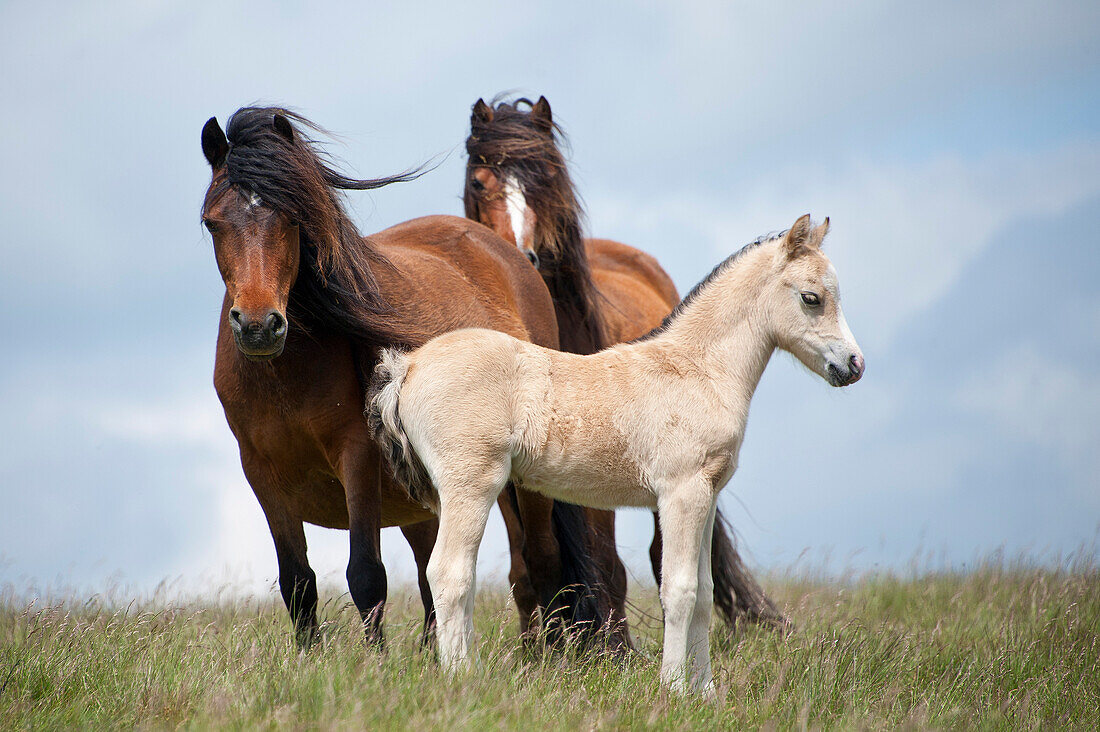 Walisische Ponys und Fohlen auf dem Mynydd Epynt Moorland, Powys, Wales, Vereinigtes Königreich, Europa