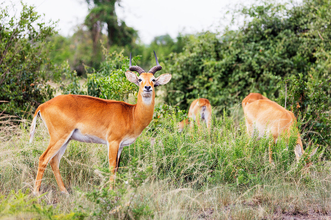 Ugandan Kob (Kobus kob thomasi), Queen Elizabeth National Park, Uganda, Africa