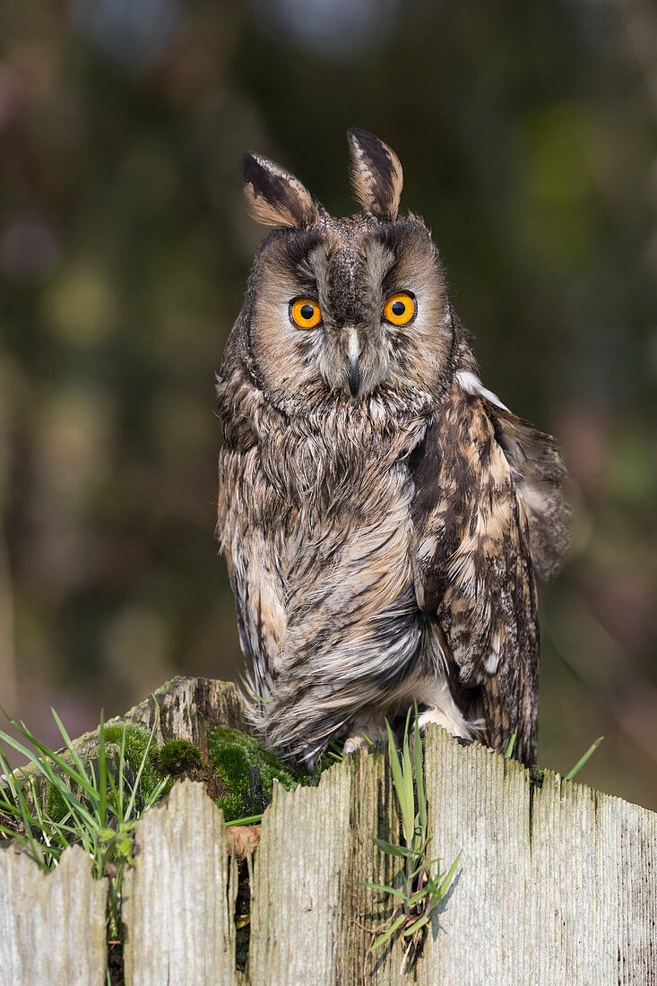 Long-eared owl (Asio otus), captive, United Kingdom, Europe