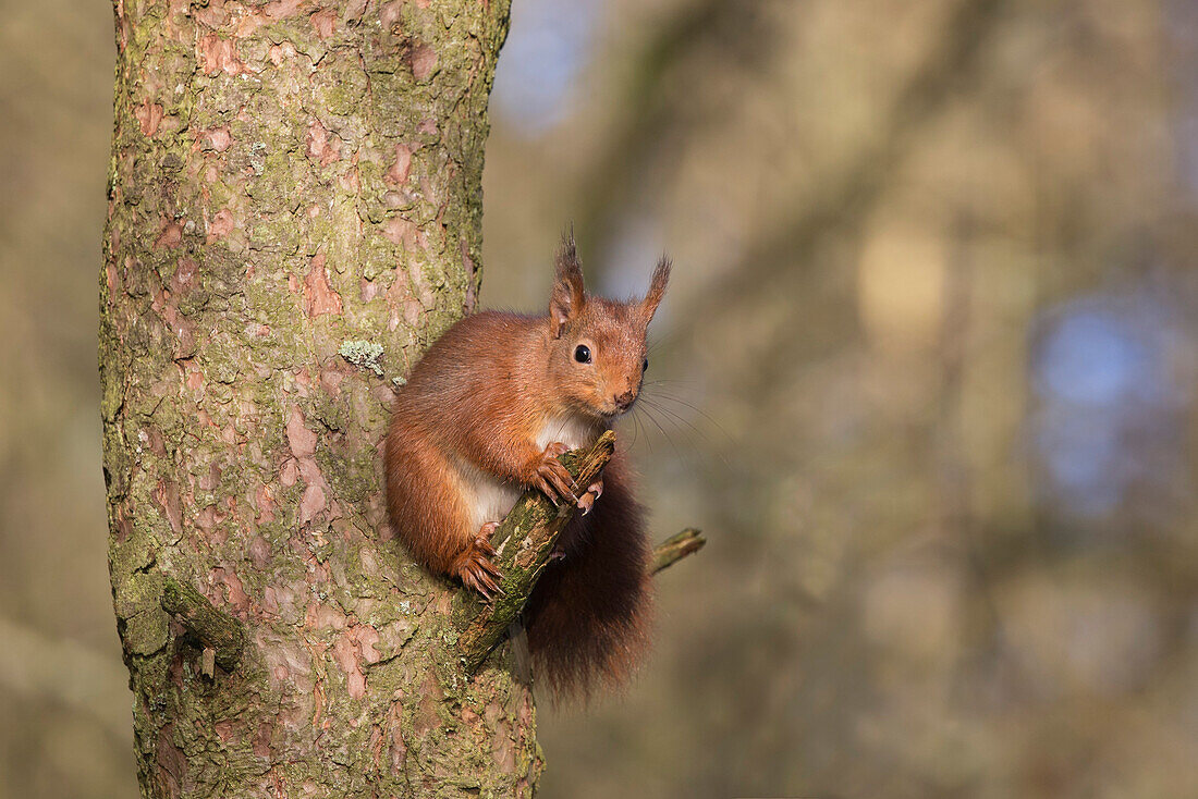 Red squirrel (Sciurus vulgaris), Eskrigg Nature Reserve, Lockerbie, Scotland, United Kingdom, Europe