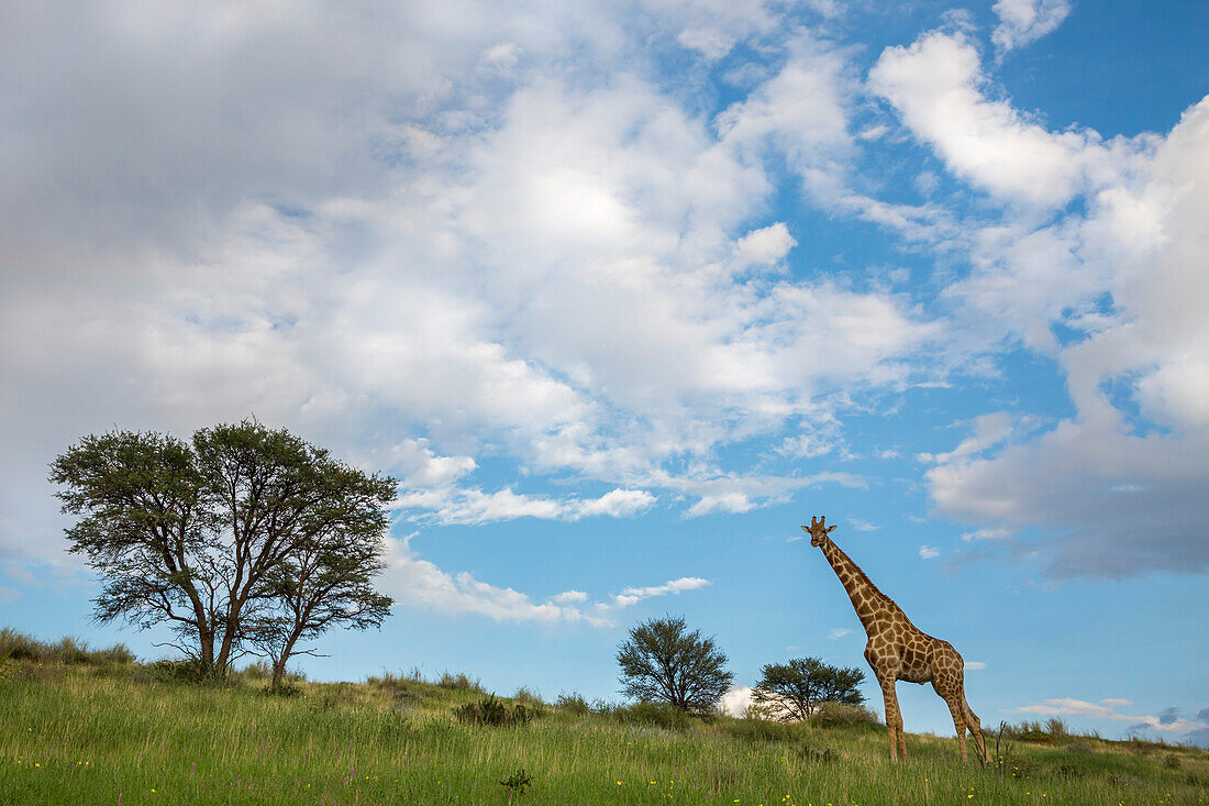 Giraffe (Giraffa camelopardalis), Kgalagadi Transfrontier Park, Northern Cape, South Africa, Africa