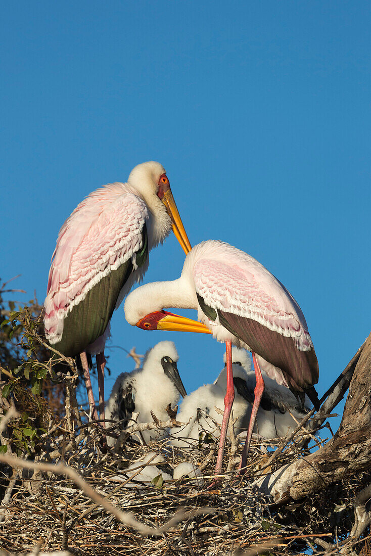 Gelbschnabelstorch (Mycteria ibis) am Nest, Chobe River, Botswana, Afrika