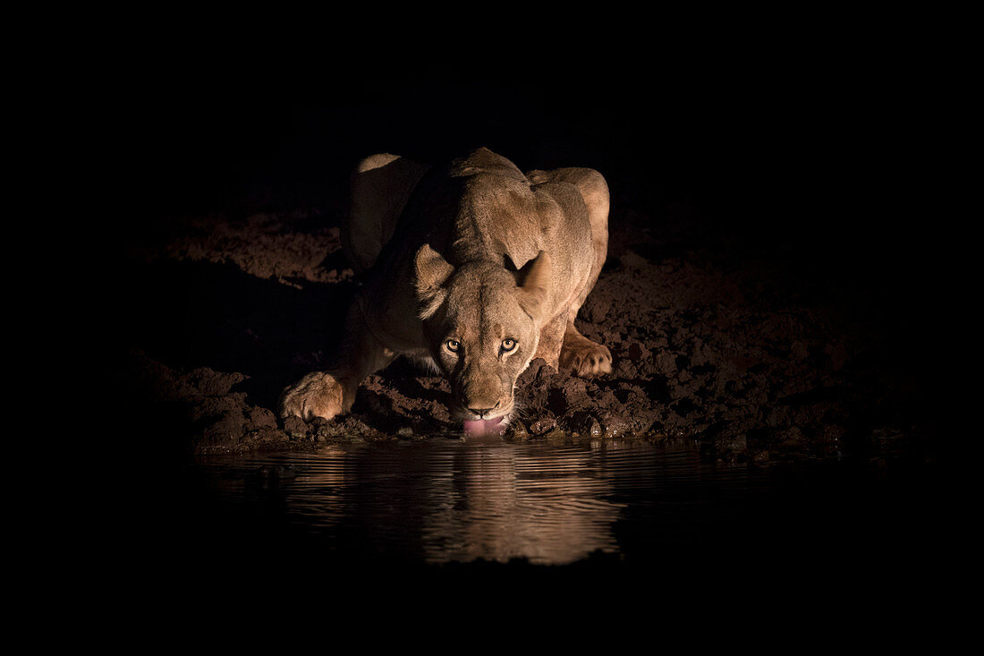 Löwin (Panthera Leo) trinken in der Nacht, Zimanga Private Game Reserve, KwaZulu-Natal, Südafrika, Afrika