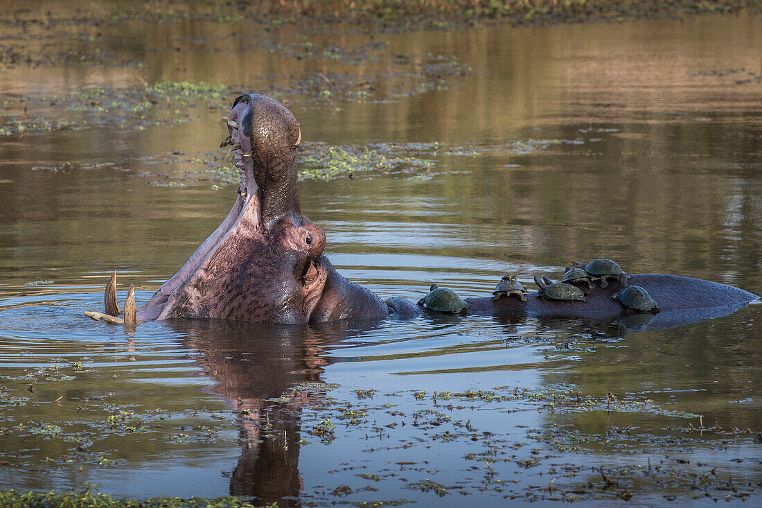 Hippopotamus (Hippopotamus amphibius) with terrapins, Kruger National Park, South Africa, Africa