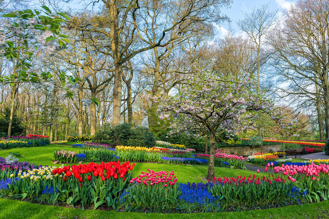 Flower garden with multi-coloured tulips in bloom, Keukenhof Gardens Exhibit, Lisse, South Holland, The Netherlands, Europe