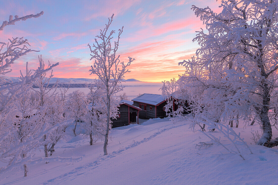Dawn light illuminates a lonely house in the snow-covered forest, Bjorkliden, Norbottens Ian, Sweden, Scandinavia, Europe