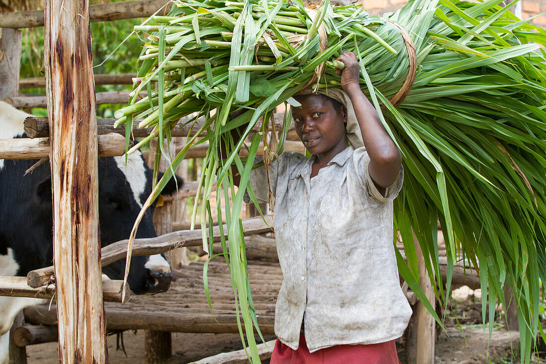 Eine Bauerin trägt langes Gras auf dem Kopf, um ihre Kuh, Uganda, Afrika zu füttern