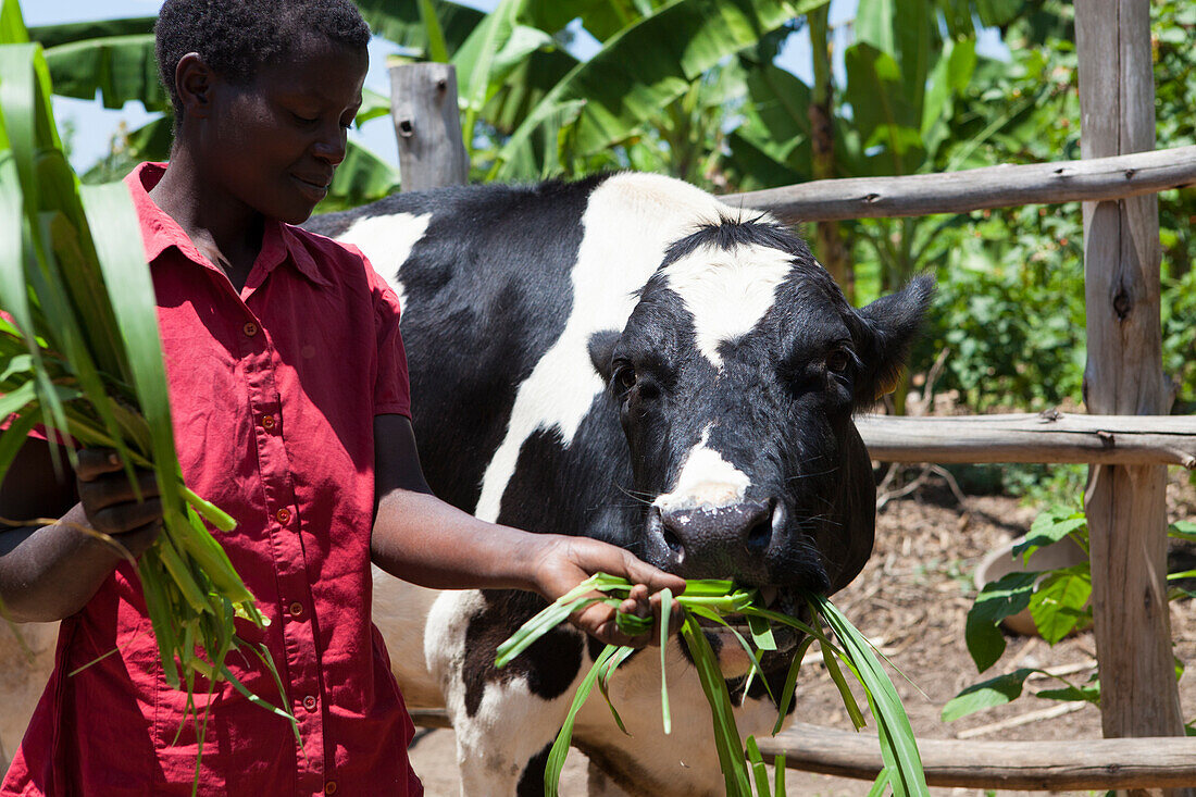 A woman feeds her cow long grass, Uganda, Africa