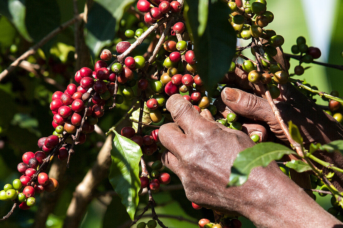 Ein Mann nimmt einige rote Kaffeebohnen aus einer Kaffeepflanze, Äthiopien, Afrika