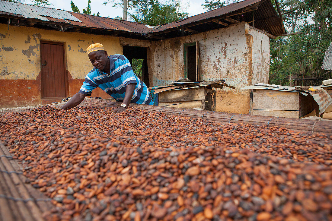 Ein Kakaobauer verbreitet Kakaobohnen auf seinem Bauernhof, Ghana, Westafrika, Afrika