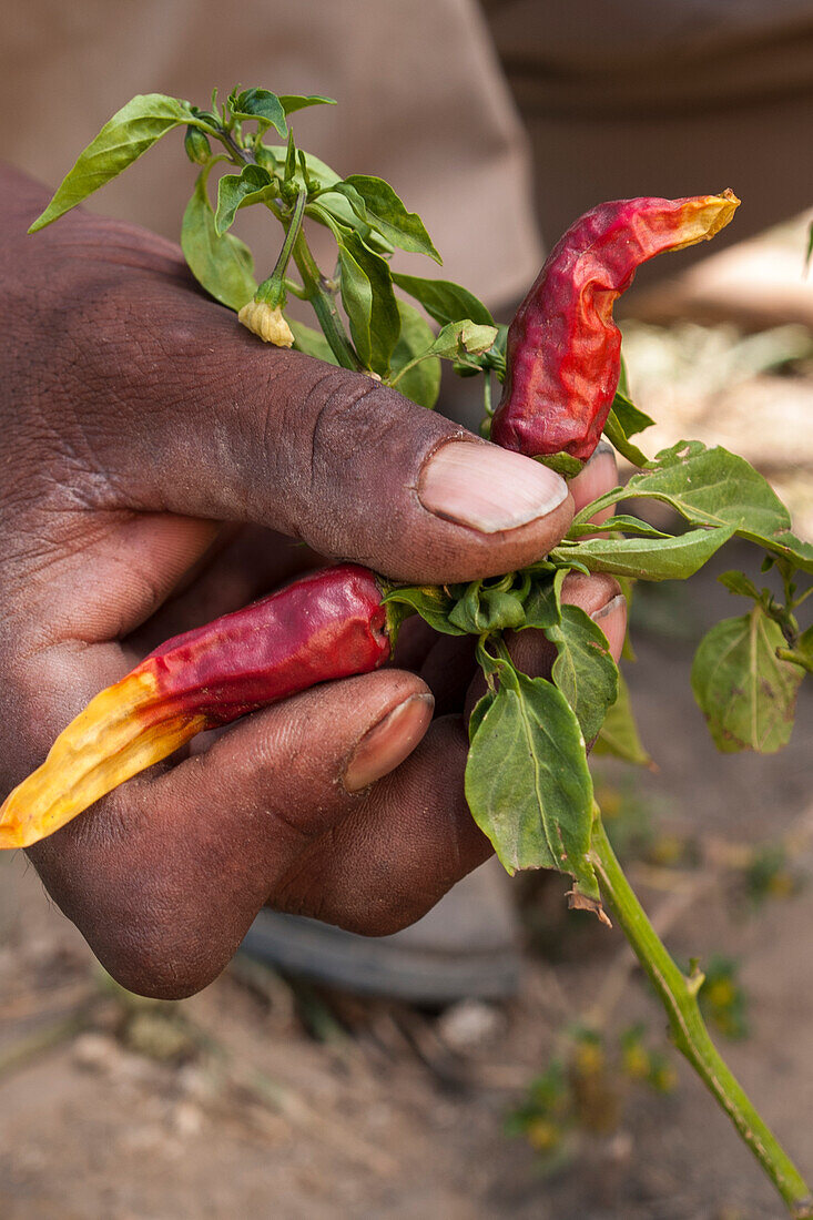 Eine Nahaufnahme der Hand eines Fahmers, als er seine Chilipflanze, Äthiopien, Afrika überprüft