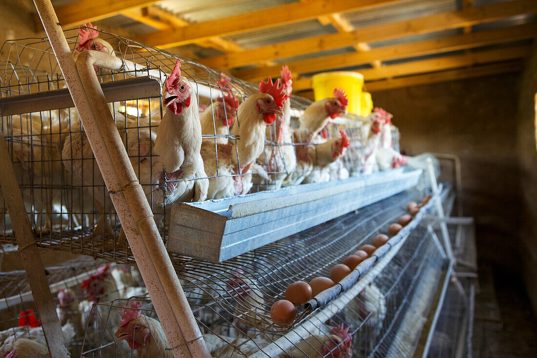 Hühner legen ihre Eier in Käfigen, Lesotho, Afrika