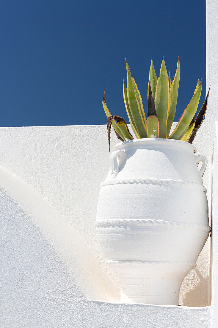 Cacti in whitewashed urn against white wall and blue sky, Imerovigli, Santorini, Cyclades, Greek Islands, Greece, Europe
