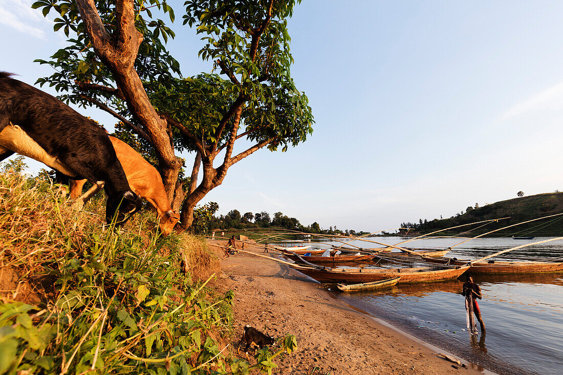 Fishing boats, Lake Kivu, Gisenyi, Rwanda, Africa