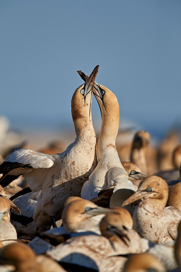 Kaptölpel (Morus capensis) Paarhalsung, Bird Island, Lambert's Bay, Südafrika, Afrika