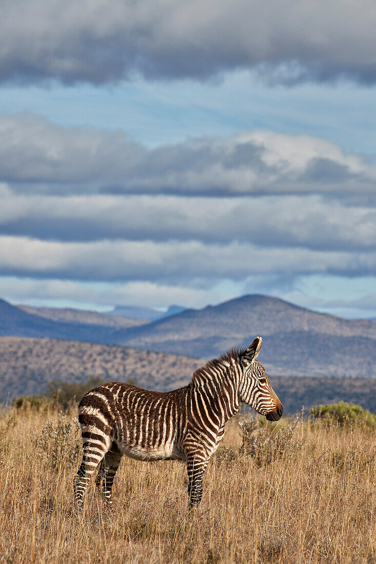 Young Cape Bergzebra (Equus Zebra Zebra), Mountain Zebra National Park, Südafrika, Afrika