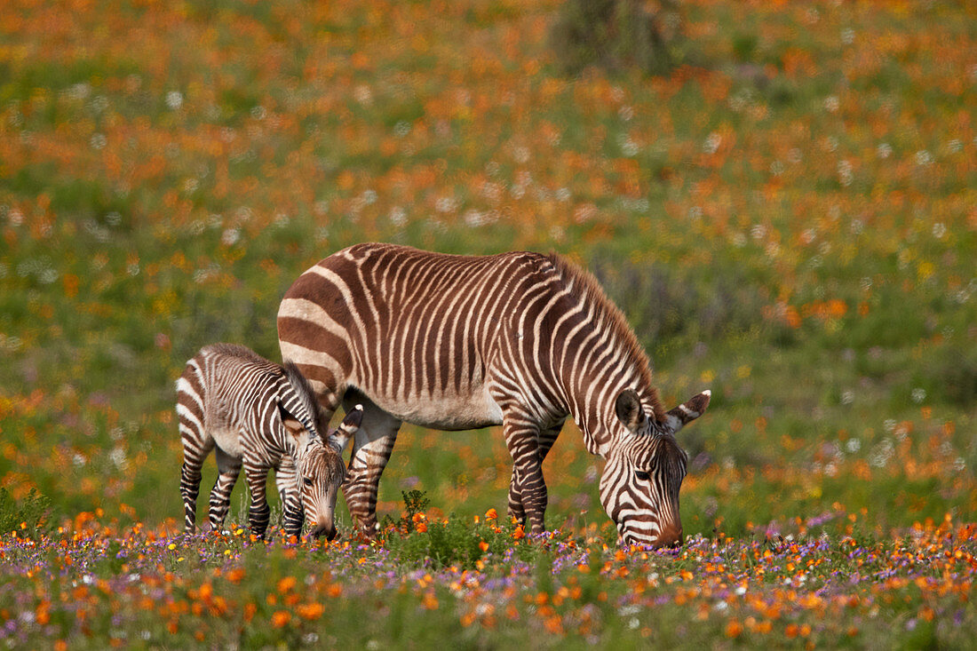 Cape Mountain Zebra (Equus Zebra Zebra) unter Wildblumen, West Coast National Park, Südafrika, Afrika