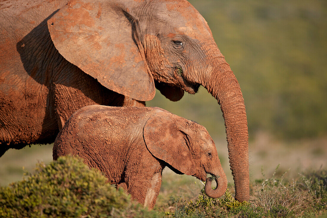 Zwei schmutzbedeckten afrikanischen Elefanten (Loxodonta Africana), Addo Elephant National Park, Südafrika, Afrika