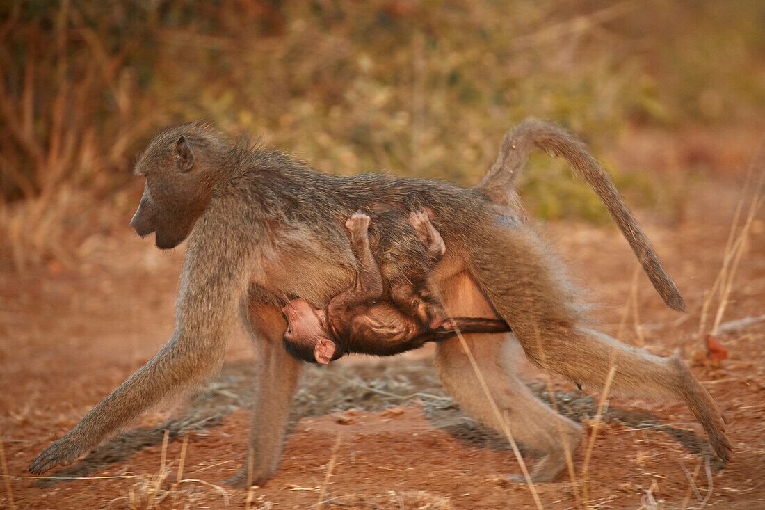 Chacma Baboon (Papio ursinus) infant riding on its mother and nursing, Kruger National Park, South Africa, Africa