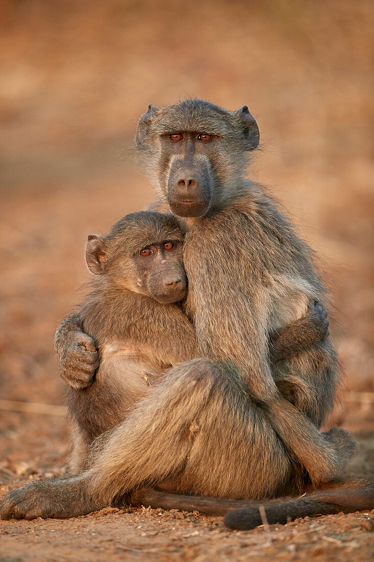 Chacma Pavian (Papio ursinus) tröstet einen jungen, Kruger National Park, Südafrika, Afrika