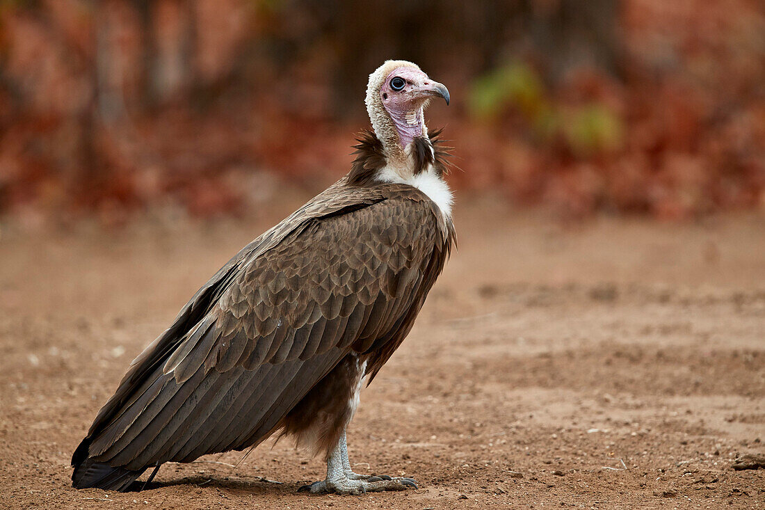 Mit Kapuze Geier (Necrosyrtes Monachus), Krüger Nationalpark, Südafrika, Afrika