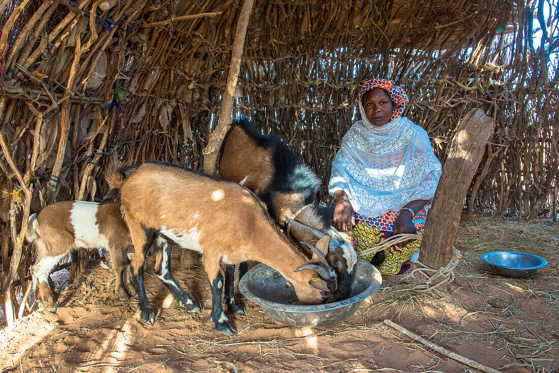 Peul-Ziegenhirte, Senegal, Westafrika, Afrika