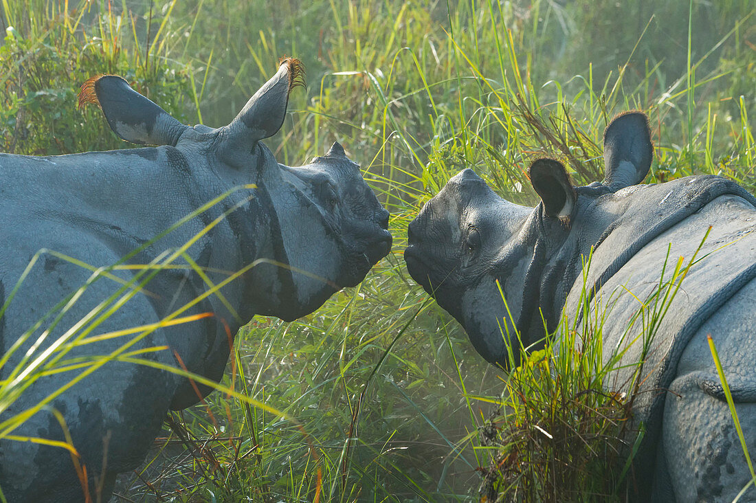Couple of Indian rhinoceros (Rhinoceros unicornis) in the morning mist, Kaziranga National Park, Assam, India, Asia